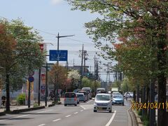 ハナミズキが美しい鶴ケ岡中央通り