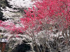 こだま千本桜