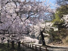 どこもかしこも桜が満開でした。ソメイヨシノも枝垂れ桜も同時に咲き誇っていました。