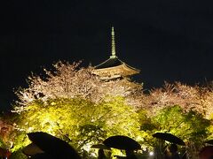 関西ぶらり旅（４）東寺の夜桜ライトアップ＆ディナーは鴨しゃぶと東寺揚げ♪来てよかった！！