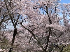 高遠城址公園と松本市にある弘法山古墳の花見旅行記