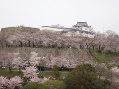 岡山・醍醐の桜を求めて（津山城）