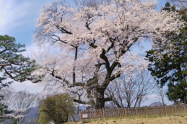 隔週で父の様子を見るため実家に行く相方に付いてきました。<br /><br />桜は渋川あたりが満開なので、私の下心は沼田城址公園の御殿桜！<br /><br />「御殿桜」はエドヒガンサクラなので<br /><br />ソメイヨシノより一週間くらい早く咲くんです。<br /><br />目的は達成できたし９３歳の義父とお花見も出来ました。