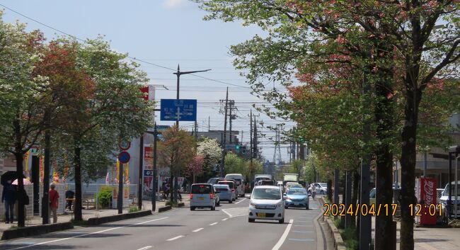 4月17日、午前11時過ぎにふじみ野市鶴ケ岡中央通りを通りました。　毎年のごとく美しいハナミズキで飾られた鶴ケ岡中央通りになっていて素晴らしかったです。<br /><br /><br /><br /><br /><br />*写真は花水木で美しい鶴ケ岡中央通り