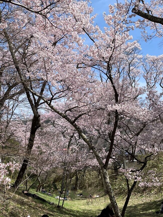 日本の三大桜の名所『高遠城址公園』の桜が見頃になったことから訪問しました。『高遠城址公園』とは別に松本市にある弘法山古墳を訪問しました。古墳に植えられた美しい桜を、是非見たくて訪問しました。