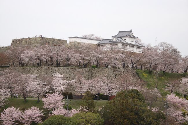 　毎年恒例になってきています。3姉妹夫婦の桜を求めての旅行です。<br />　今回はNHK新日本紀行で特集があり、一度は行ってみたいと思っていた一本桜の醍醐の桜を求めて津山市から岡山市まで桜紀行です。<br />　今年の桜開花がここ１０年で一番遅くなっていましたが、出発の２．３日前から急にあたたかくなり、ほぼ満開に近い桜を鑑賞することができました。<br />日程<br />４月２日<br />美作滝尾駅　⇒	千光寺　⇒	城東街並み	⇒津山高校旧本館	⇒　ザ・シロヤマテラス津山別邸	<br />４月３日	<br />醍醐桜　⇒	備中国分寺	　⇒	雪舟	⇒　吉備津神社	⇒	岡山城<br />