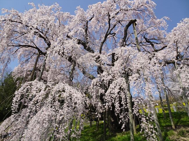 2024年最後の花見に、三春滝桜と鶴ヶ城へ。