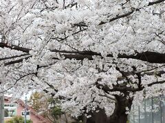 目黒区内の桜を愛でながらお散歩2024年4月