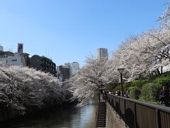 目黒川の桜並木をお散歩２０２４年４月