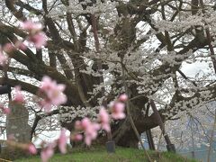 頑張れ! “千年の時を超えて生きる神代桜”