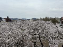 桜を追いかけて岩手へ②（盛岡じゃじゃ麺からの岩手城跡公園の桜）