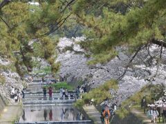 突然春がやってきました。「恒例の宝塚周辺の桜見学」