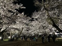 桜を追いかけて岩手へ③（盛岡冷麺と盛岡城跡公園の夜桜見物）