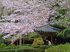 ３時間で巡る桜の京都