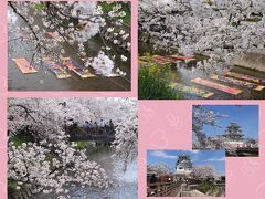 2024sakuraシリーズ3　桜舞う五条川のんぼり洗い♪＆墨俣一夜城の桜♪