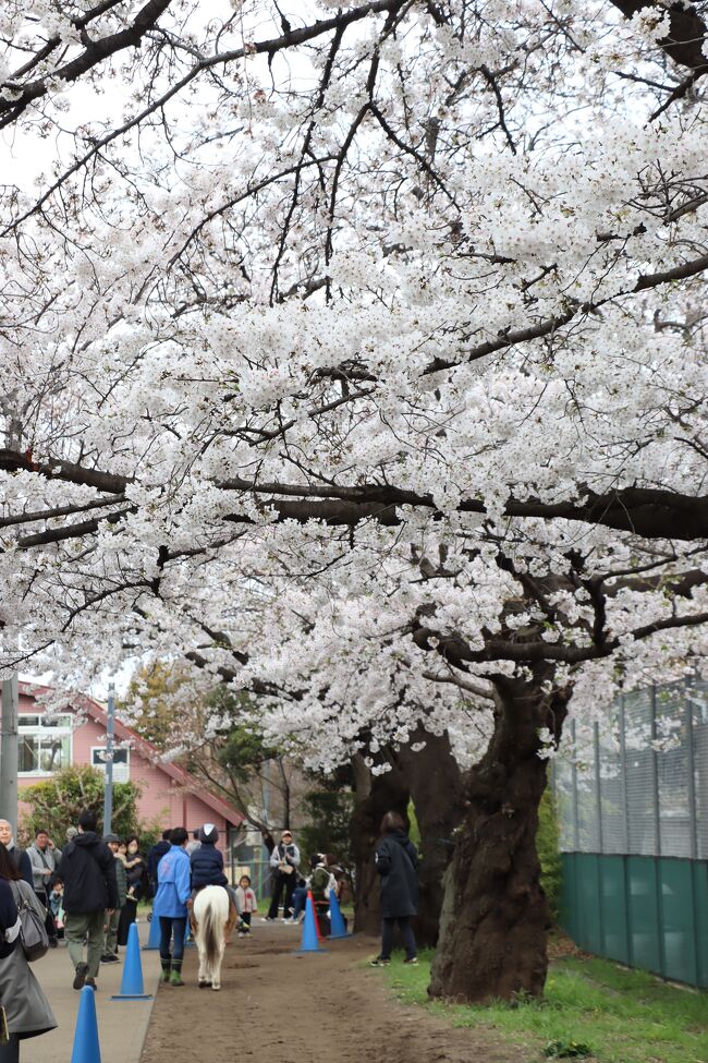 ２０２４年は桜の開花も満開になるのもこの十年間で一番遅かったですね。<br />桜が咲いてからの天気もあまりよくなかったので、雨が上がった４月６日に散歩がてらに桜を見に行きました。