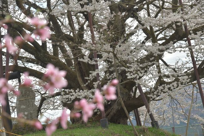 毎年訪れる長野市内・神代桜や周囲の桜見物に行った。今年は長野県内の桜の名所は時間差が無く、松本城内や須坂臥竜公園など一斉に咲いている。里山周辺も少しずつ美しい姿を見せる。咲いた姿も散り際の儚さも日本人は大好きだ。<br />