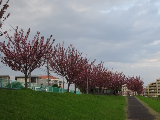 ２月には河津桜も見れるところにある旧中川沿いの遅咲きの桜です。<br /><br />まだかなりいい状態で見れたのがうれしかった。<br /><br /><br />旧中川沿いは墨田区、江東区、江戸川区の管理地域になっていて植えられてる桜も場所によって違うので探すのは大変かもしれないです<br /><br />場所は亀戸中央公園より旧中川沿いを上流に向かって歩くか（途中で川をこえるのに迂回が必要）、東武電車亀戸線の東あすま駅から歩くか、墨田区の区内循環バス「すみだ百景　すみまるくん、すみりんちゃん」を使って立花大正民家園から川の方面に歩くなど<br /><br />植えられてる桜の種類は関山、一葉、思川、普賢象などです。<br />