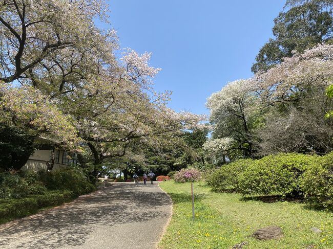 東京のソメイヨシノもだいぶ葉桜になってきました。<br />おそらく今年最後の桜の花見になるだろうと、今回は文京区の桜の名所、播磨坂と小石川植物園に行ってきました。