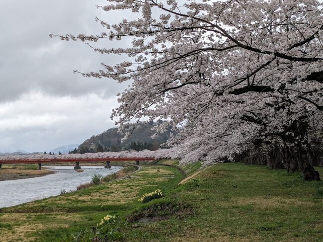 TVで角館の桜が満開と紹介されていたので、日帰り訪問<br />角館は約20年ぶりの訪問<br /><br />正午前に角館着<br />午前中雨予報だったためか、予想したほど観光客はいなかった。<br /><br />桧木内川堤のソメイヨシノは満開<br />枝垂桜は満開を過ぎていた<br /><br />雨は昼過ぎに上がったが終始曇空だったのが残念<br /><br />16時前の新幹線で帰路に着く<br />桜の鑑賞、通りの鑑賞が主目的だったので、数時間の滞在でも満足できた<br />（人が集中していた武家屋敷は外から見るだけにした）