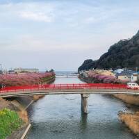 【桜舞う伊豆旅'24】花と団子を愛でる旅&#x2661;河津＆下田＊DAY3