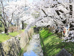 【4/7　京都】　満開の桜の下、哲学の道→南禅寺→平安神宮を散策してきました