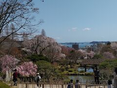 塩釜&一関の桜（令和6年）