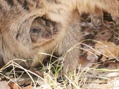 2024年３月の埼玉こども動物自然公園は桜は微妙（後編）再び東園に向かい北園に戻り最後は再び東園へ～クオッカ・ベビーと子牛とアニマルステージ