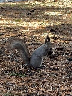 どこかにマイル