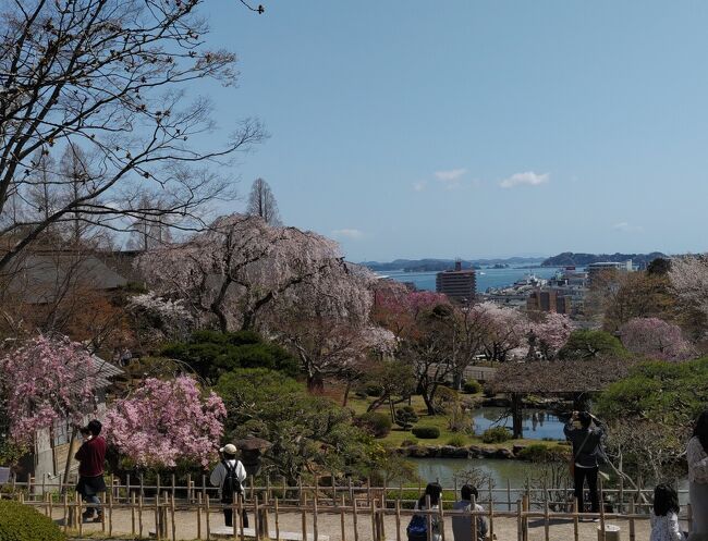 4/12（金）～4/14（日）にかけての一関市及び塩釜の桜の模様について、お伝えしたいと思います。<br />あらましは以下の通りです。<br /><br />4/12　一関市役所の桜<br />4/13　塩釜市内の桜<br />4/14　一関市・釣山公園並びに磐井川河川敷の模様<br /><br />写真は携帯電話で撮ったもので、文章も雑ですが、ご覧頂けると幸いに存じます。