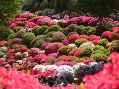 根津神社ツツジ祭り2024