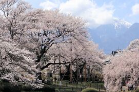 山梨桜旅・・神の代から咲き続ける山高神代桜を訪ねます。