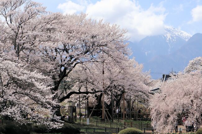 山梨県北杜市の実相寺境内にそびえる「山高神代桜」は、福島県の三春滝桜・ 岐阜県の淡墨桜と並ぶ 日本三大桜のひとつです。 日本武尊が植えたと伝わる日本最古の桜で、樹齢1,800年とも2,000年とも言われるエドヒガンザクラの古木で、大正11年(1922)に国の天然記念物に指定されています。<br /><br />実相寺境内には山高神代桜のほか、宇宙を旅した「神代桜の宇宙桜」や全国の桜の名木「三春滝桜、淡墨桜、臥竜桜、久保桜、身延山しだれ桜」の子桜が植えられています。また、ソメイヨシノも30本植えられています。約8万本のラッパ水仙も咲き誇ります。その全てが同時に満開、圧巻でした！！<br /><br />