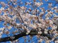 東久留米黒目川の四季　'24年遊歩道沿いの桜