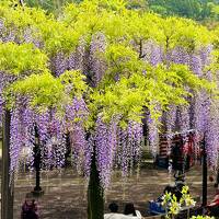 黒木の大藤の不死身(藤見)(^^)　八女の花めぐり～旅する茶のくにバスツアー～