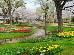 春爛漫☆フラワーガーデンを巡る旅【2】まるでオランダのチューリップガーデンのような「昭和記念公園」へ