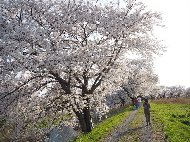 関東の桜から一週間ほど遅れて、福島県の桜が満開となりそうです。月曜日に休みが取れたので、日曜日からの一泊予定で福島へ。<br /><br />初日は、白河市、二本松市、郡山市の桜のよい所をまわりましたが、一番気に入ったのは「藤田川ふれあい桜」です。少し穴場的な場所と思いますが、立派なソメイヨシノが川沿いに1キロ以上の桜並木となっていて、見ごたえ充分です。白河小峰城跡の桜は会津鶴ヶ城の桜と比べると規模がかなり違いますが、コンパクトにシンプルにお城の桜を楽しめます。<br />翌日は今回の一番の目的地である日中線しだれ桜並木へ向かいます。