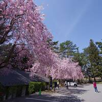 身曾岐神社の桜、あるいは水上温泉にて飲み放題のホテルに宿泊