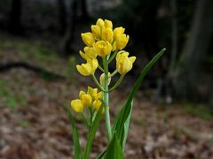 団塊夫婦の春の花散歩・2024続報2ー絶滅危惧種のキンランの花が見れました