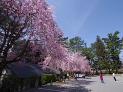 身曾岐神社の桜、あるいは水上温泉にて飲み放題のホテルに宿泊