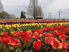 ’２４　千葉花さんぽ１　あけぼの山農業公園のチューリップフェスティバル