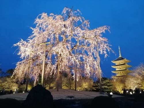 京都と奈良に5日6日で桜を見に行ってきました。2024年は暖冬で3月21日頃の開花予想でしたが寒い日が続き京都の開花日は3月29日となり近年では遅めの開花でした。前半はグルメメインに切り替えてピンポイントで咲いてる桜を見て、後半は開花が進んだ桜を見てきました。<br /><br />★旅行記１６のルート 　<br />西大路駅→ミスター・ギョウザ（餃子）→東寺（桜）→京都駅→祇園辻利→東京駅<br /><br />----------------------------------------------------------------------<br />１日目　2024年3月28日（木）<br />１．東京～京都（京都駅大階段桜バージョン見学）<br />----------------------------------------------------------------------<br />２日目　2024年3月29日（金）<br />２．京都（小川珈琲モーニング～大豊神社～山元麺蔵）<br />３．京都（六角堂～京都御苑～本満寺～水火天満宮～平野神社）<br />４．京都（二条城 NAKED桜まつり 2024）<br />----------------------------------------------------------------------<br />３日目　2024年3月30日（土）<br />５．京都（京菜味のむら～大極殿本舗～THE CITY BAKERY）<br />６．<br />７．<br />----------------------------------------------------------------------<br />４日目　2024年3月31日（日）<br />８．奈良（工場跡事務室のモーニング～春日大社～ほうせき箱）<br />----------------------------------------------------------------------<br />６日目　2024年4月2日（火）最終日<br />15．京都（満開の醍醐寺の桜）<br />16．京都（ミスター・ギョウザ～東寺の夜桜ライトアップ）←★今ここ