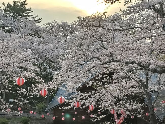 　若山公園で黄昏時を過ごしました。<br /><br />夜桜は見たことがないのでボンボリに灯りがともるまでいました。