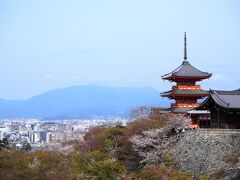 桜を愛でる旅 2024 ～京都～