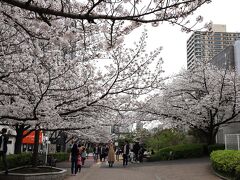 ２０２４年春　大井水神公園の桜