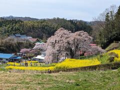 桜ツアーの2日目。今日はサクラに会えるでしょうか？