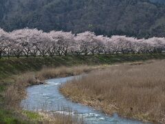 シニアの2024　今年も何とか桜が見れたぞー（3 桜並木編）（福井県  佐分利街道・穏やか桜並木、滋賀県 風車街道・海津大崎）