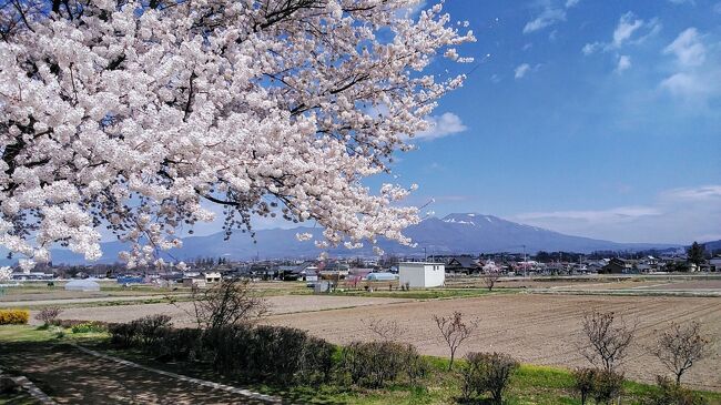 2024年4月14日～4泊で長野県の桜の名所を旅しました。昨年2023年は桜の開花が早く長野県でも4月3日前後に満開をむかえていたので、今年は10日くらい遅い満開でした、先週の福島に続き満開のソメイヨシノに4日間快晴が続き、美しい桜の景色が楽しめました。長野編は前半編に後半編の2本建てで旅行記をアップします。<br /><br />今回の後半編は小諸市のさくら名所100選の小諸懐古園、佐久市は？と思う人も多いと思いますが、佐久市は綺麗な桜の名所が多く、海抜700mの高地にあって長野県でも桜の開花が遅いエリアになります、旅行記を見てもらえば、きっと佐久の桜を見にいきたくなると思います。<br />また佐久市は、神戸、自由が丘と並び日本三大ケーキのまちと呼ばれ美味しいスイーツのお店もあります。史跡も旧中込学校や、日本に2カ所しかない五稜郭もあり両方とも桜も綺麗でした。後半編もお楽しみください。<br /><br />14日<br />戸倉宿キティパークの桜～上田城の桜～上田城夜桜<br />15日<br />上田城の桜～千曲川沿いの桜～さくら名所100選の小諸懐古園(ここから後半編)～佐久平駅付近の桜並木<br />16日<br />国の重要文化財旧中込小学校の桜～さくラさく小路の桜<br />17日<br />蕃松院の桜～龍岡城五稜郭の桜～稲荷山公園コスモタワー～茨城牧場長野支場～さくら名所100選の小諸懐古園<br /><br />宿泊したホテルは<br />4月14日 上田東急REIホテル・スーペリアシングル1泊<br />4月15日 アクアホテルプレミアム・コンフォートダブル3泊<br /><br />後半編は、小諸～佐久編です。<br />2024年満開の桜第18弾です！次はいよいよ2024年満開の桜第19弾で最終回です。<br />美しい桜楽しんでください