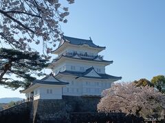 神奈川「桜咲く 小田原城」お散歩の旅