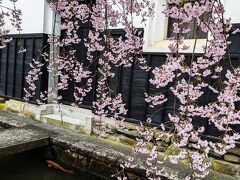 鯉が泳ぐ白壁土蔵街 の飛騨古川 ＆ 1000年の時を超える 臥龍桜